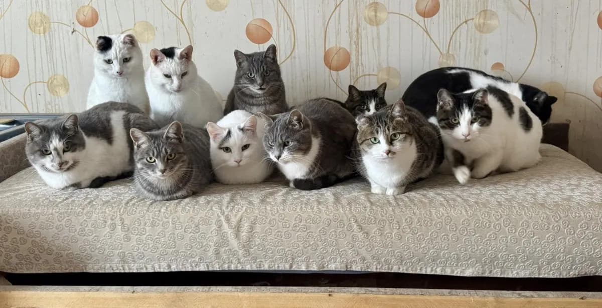 The cat room gets a makeover