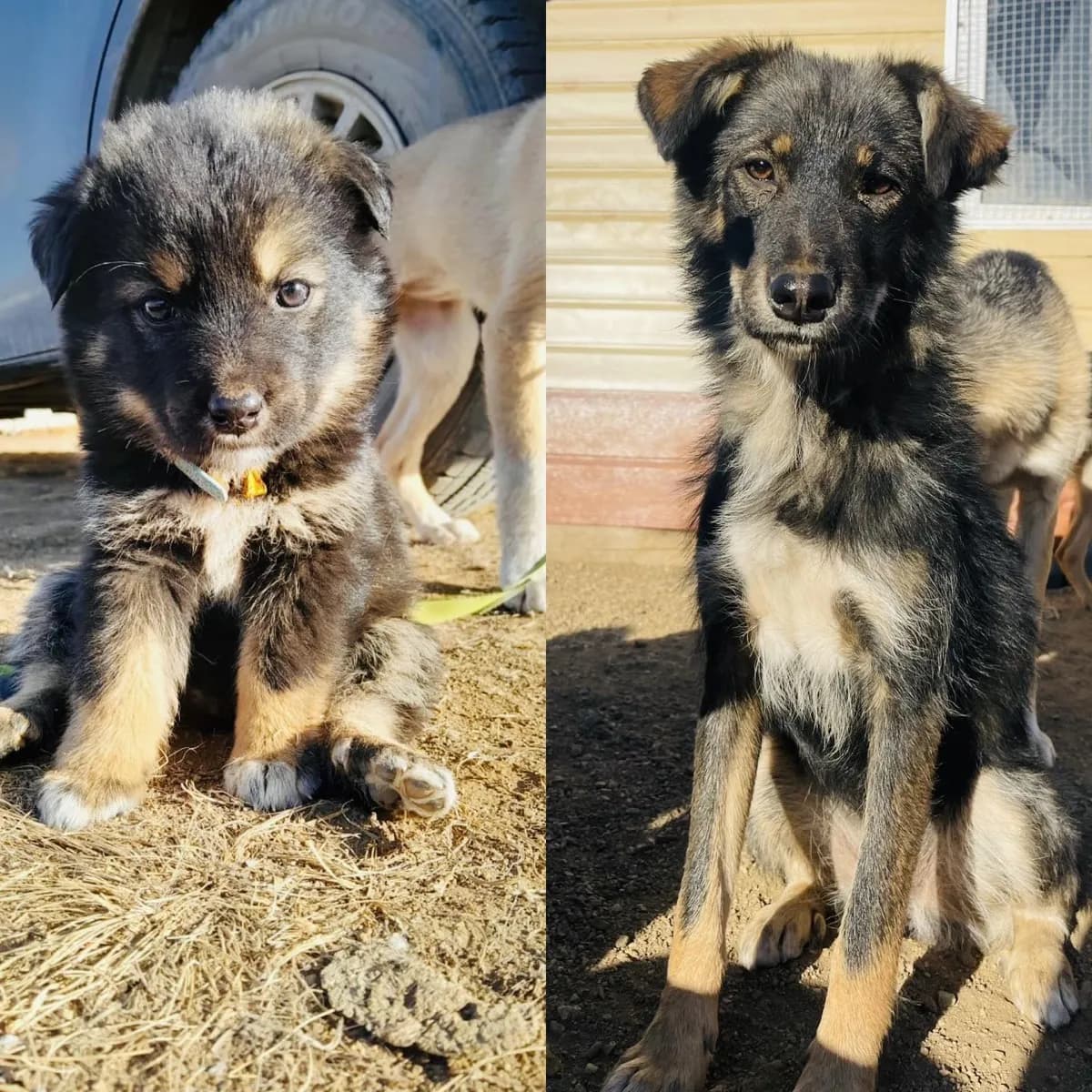 Tulga: the three-legged dog who found his family